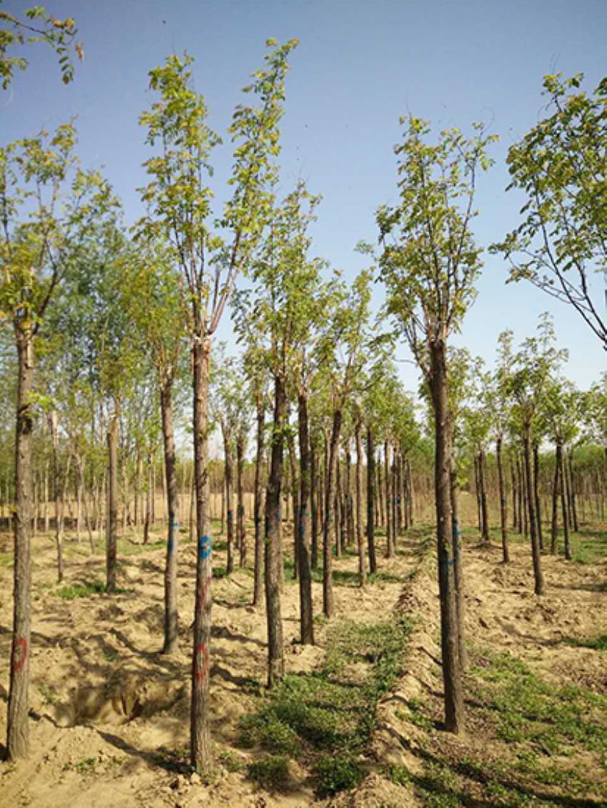 點擊查看詳細信息<br>標題：香花槐 閱讀次數：3598