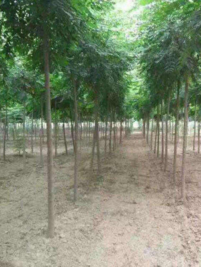 點擊查看詳細信息<br>標題：欒樹 閱讀次數：3224