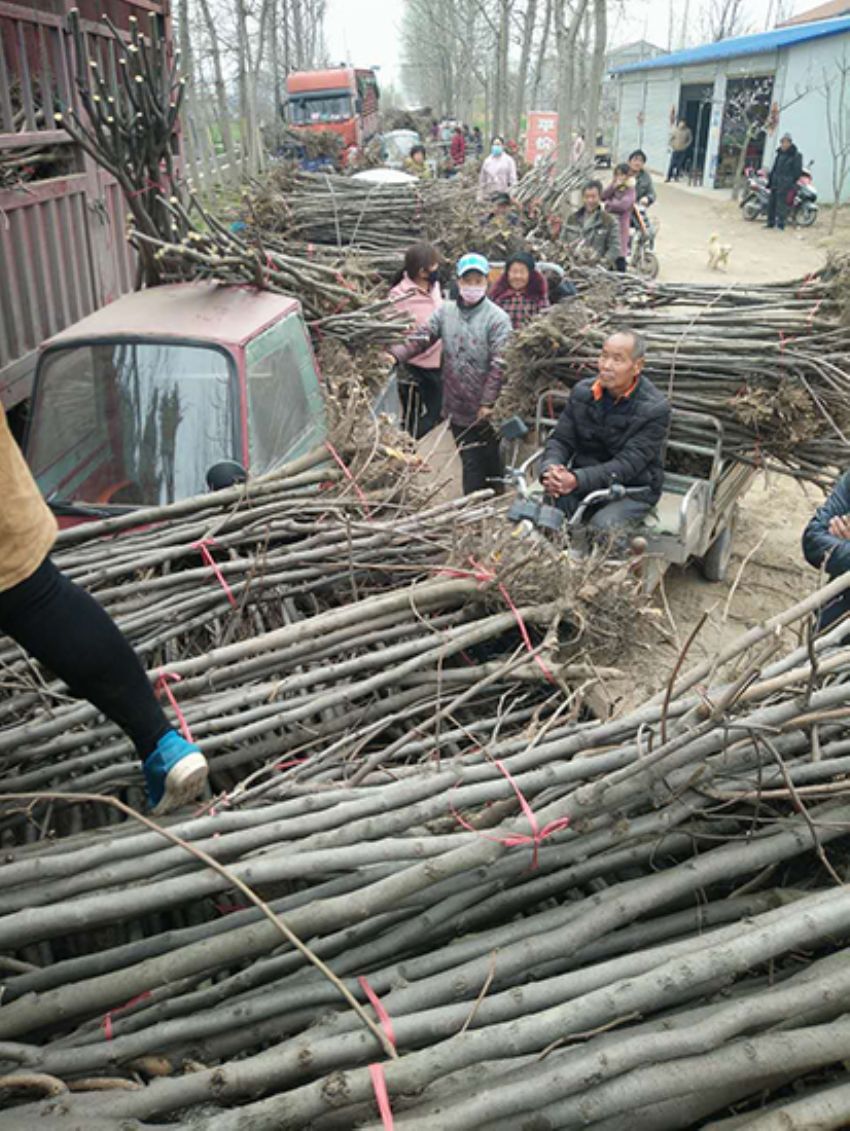 點擊查看詳細信息<br>標題：果樹-柿子樹 閱讀次數：3400