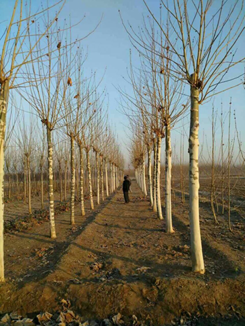 點擊查看詳細信息<br>標題：法桐 閱讀次數：3176