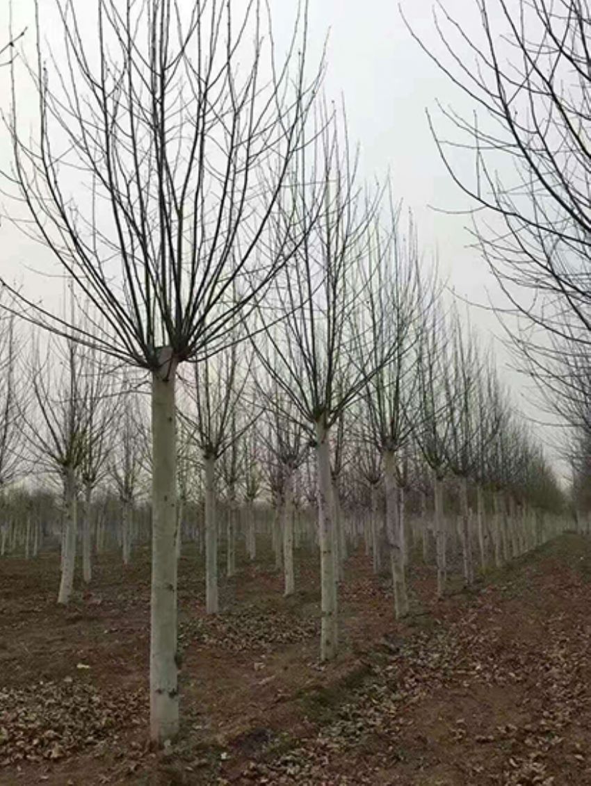 點擊查看詳細信息<br>標題：法桐 閱讀次數：3262