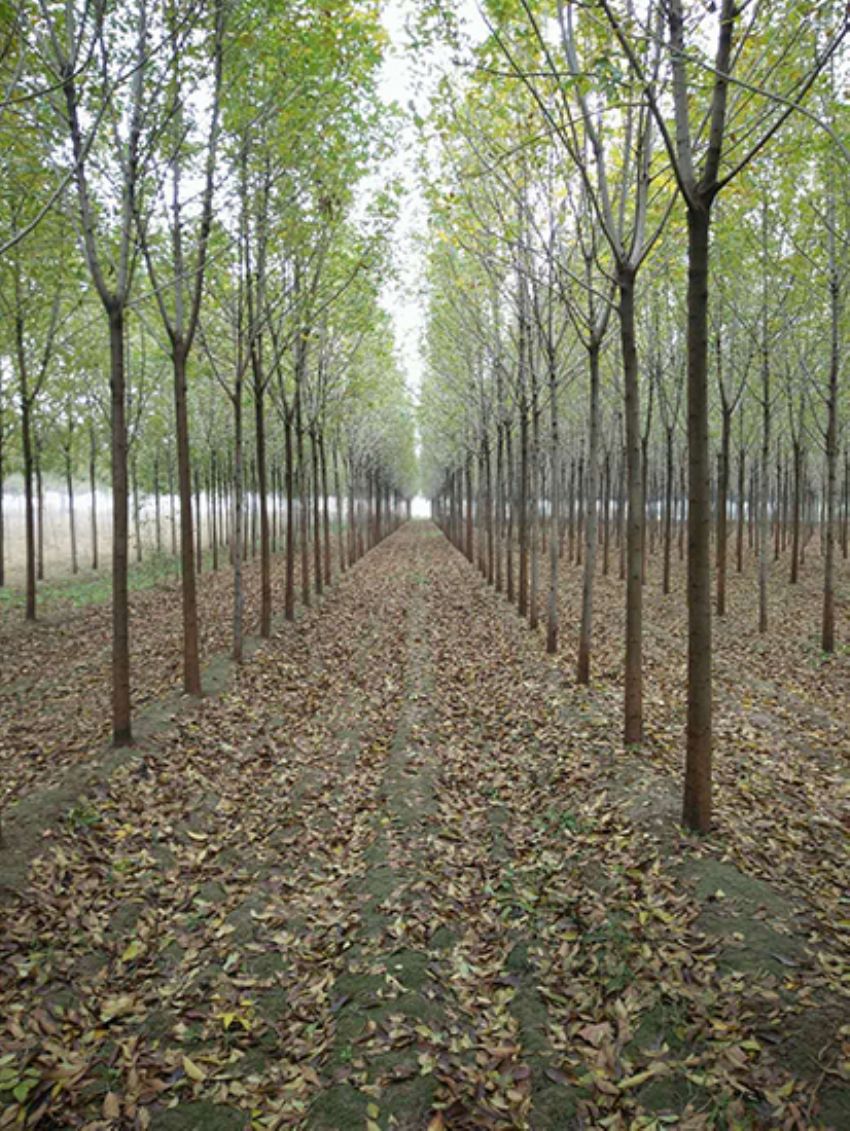 點擊查看詳細信息<br>標題：白蠟 閱讀次數：3202