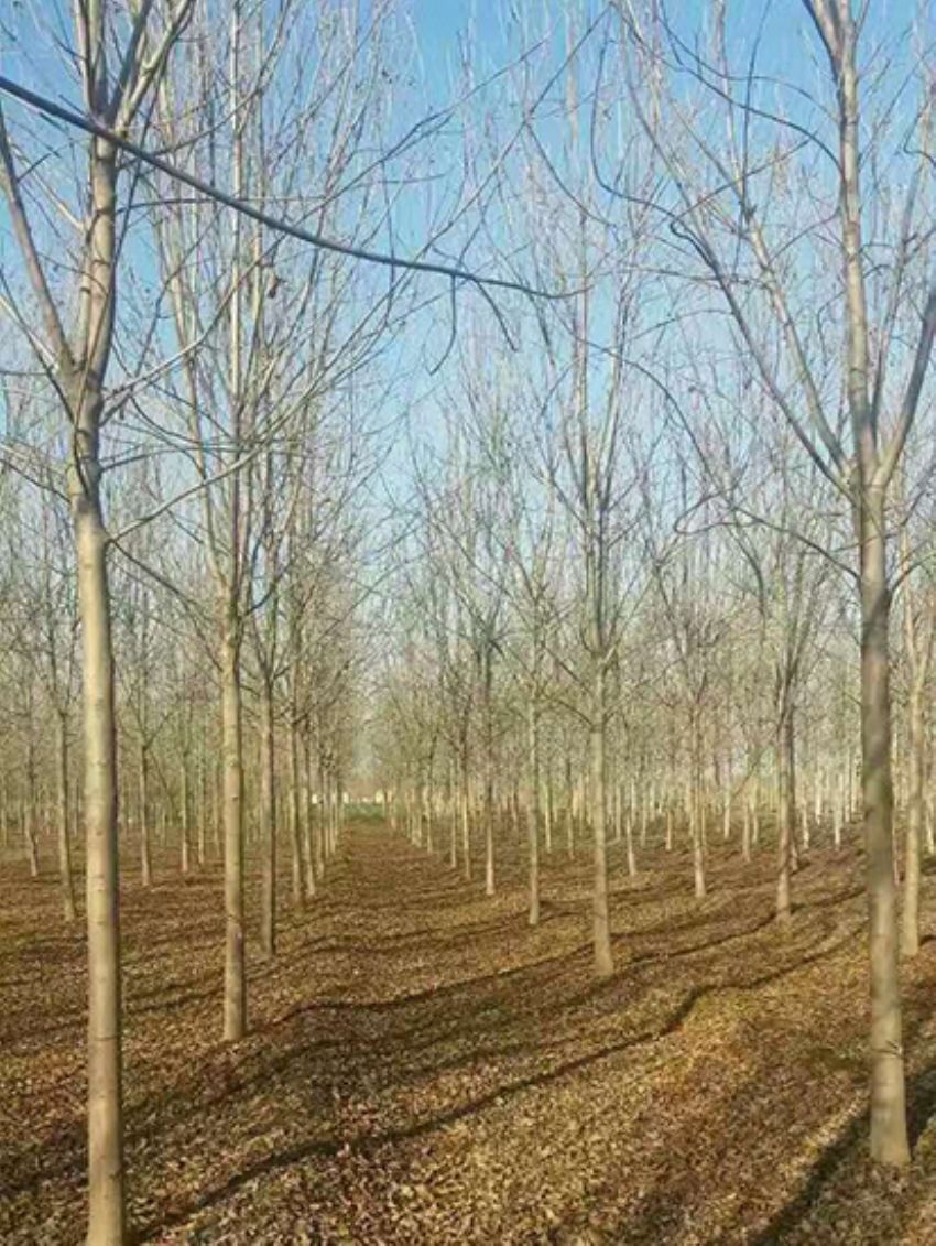 點擊查看詳細信息<br>標題：白蠟 閱讀次數：3118