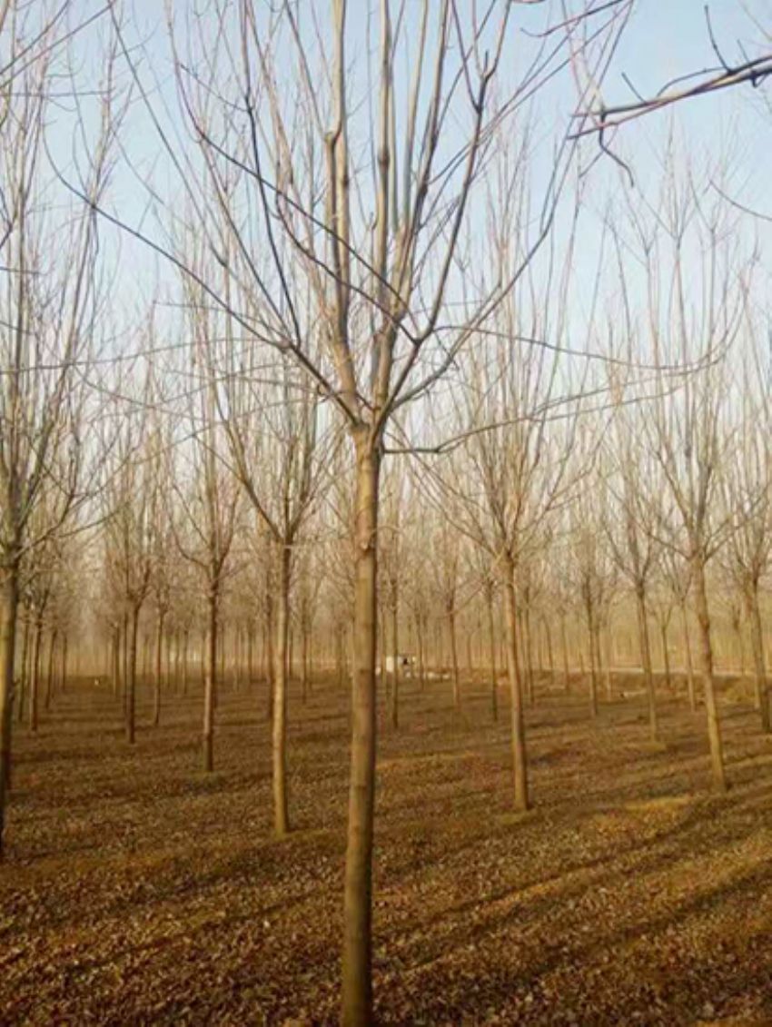 點擊查看詳細信息<br>標題：白蠟 閱讀次數：3191