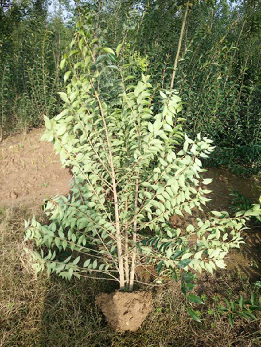 點擊查看詳細信息<br>標題：叢生女貞 閱讀次數：3198