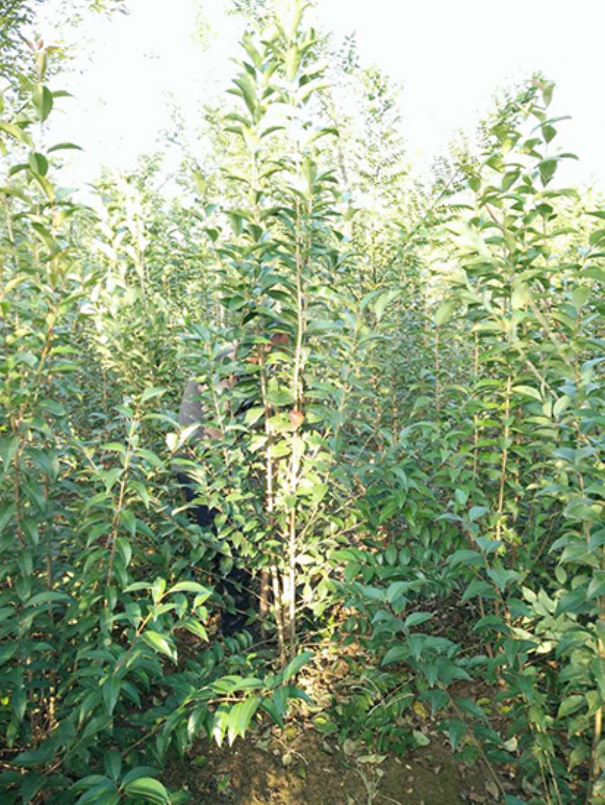 點擊查看詳細信息<br>標題：叢生女貞 閱讀次數：3213